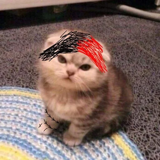 животное кошка домашняя кошка