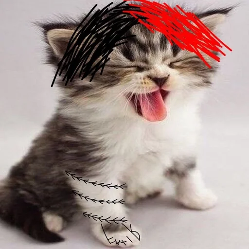 млекопитающее животное кошка