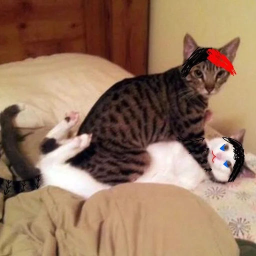 кошка животное комнатный