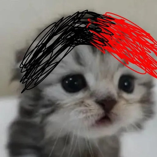 млекопитающее кошка кошки малого и среднего размера