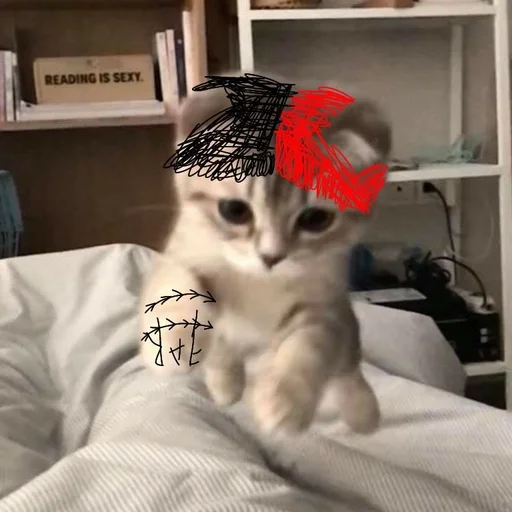 комнатный кошки малого и среднего размера кошачьи