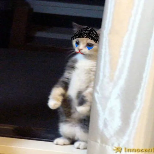 кошки малого и среднего размера домашняя кошка кошка