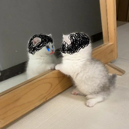 комнатный кошка животное