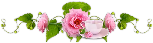 petal garden roses pink