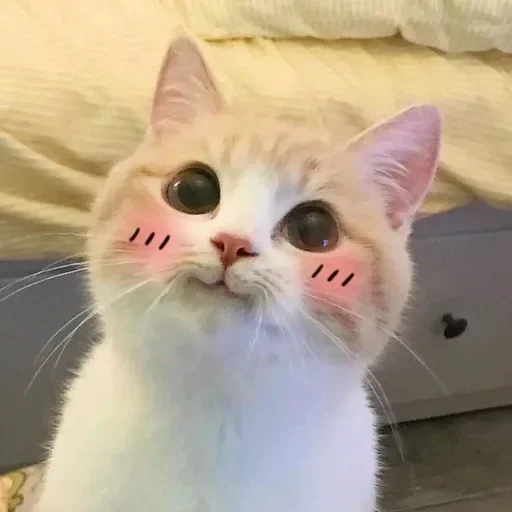 животное млекопитающее кошка