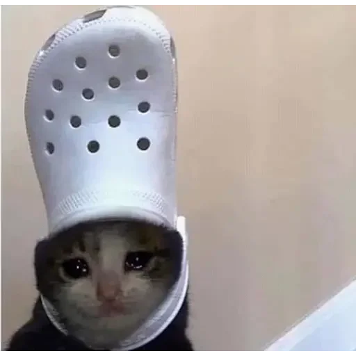 rai :: @fStikBot - person