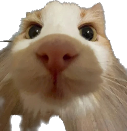 KiT by @antiuvazhenie - 