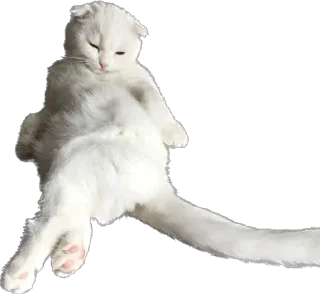 Стикер KiT by @antiuvazhenie - 2