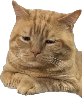 Стикер KiT by @antiuvazhenie - 1