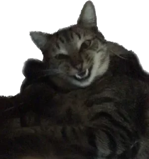 Стикер KiT by @antiuvazhenie - 11