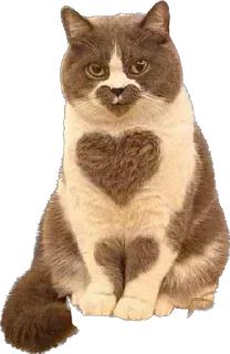 Стикер KiT by @antiuvazhenie - 5