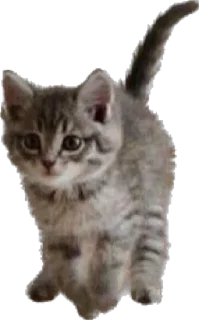 Стикер KiT by @antiuvazhenie - 8