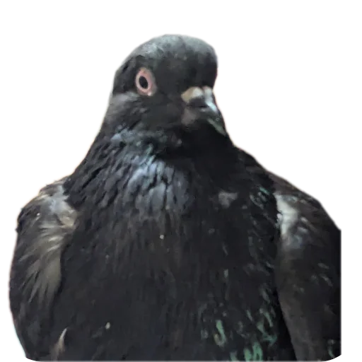 Стикер Aoaoaoa403 - 1