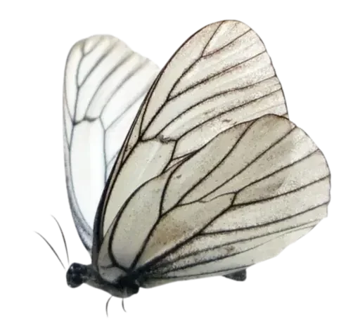 Sticker AobUMPc_by_achestickbot - 1