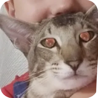 Стикер Аофхахф - 9