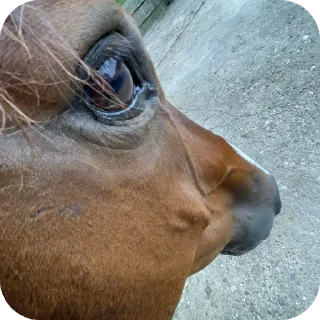 Стикер Аофхахф - 4