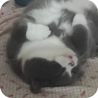 Стикер Аофхахф - 8