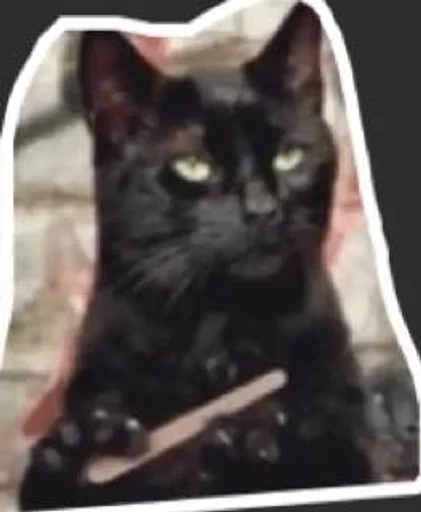 кошки малого и среднего размера кошка кошачьи