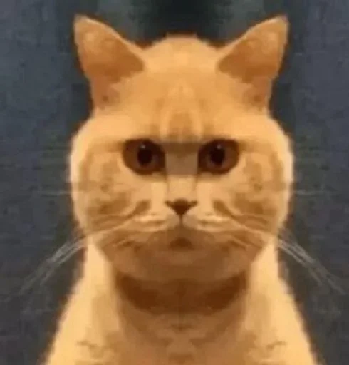 животное млекопитающее кошка