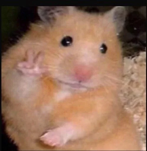 млекопитающее животное хомяк