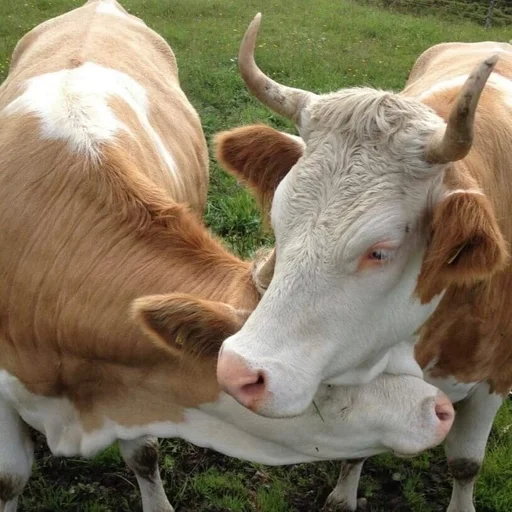 животное трава бычий