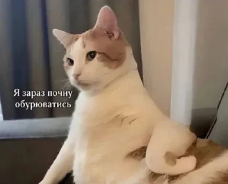 Стикер Шо - 11