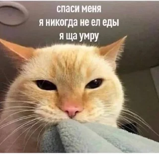 Стикер Шо - 9