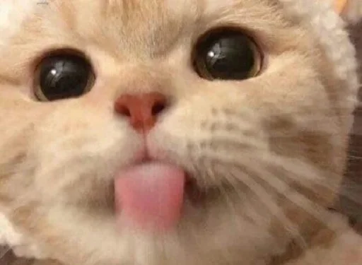 млекопитающее животное кошка