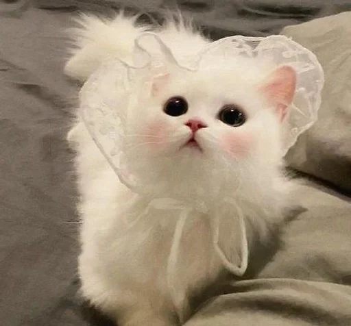 животное млекопитающее кошка