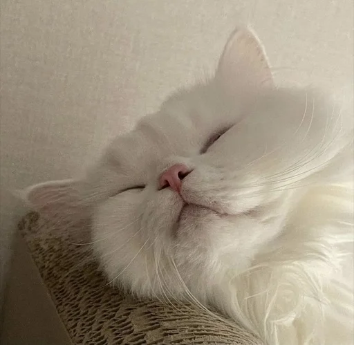 животное млекопитающее кошка