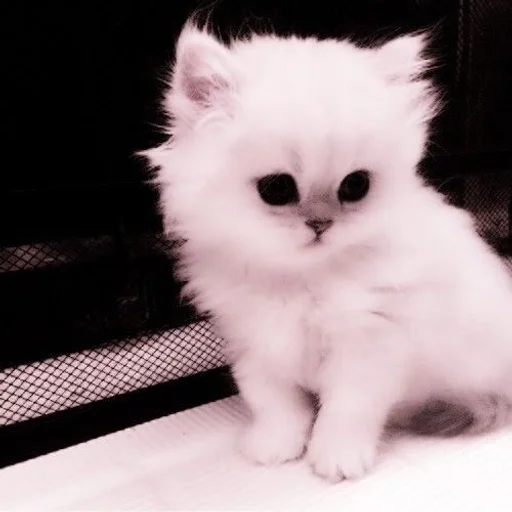 animal mammal domestic cat