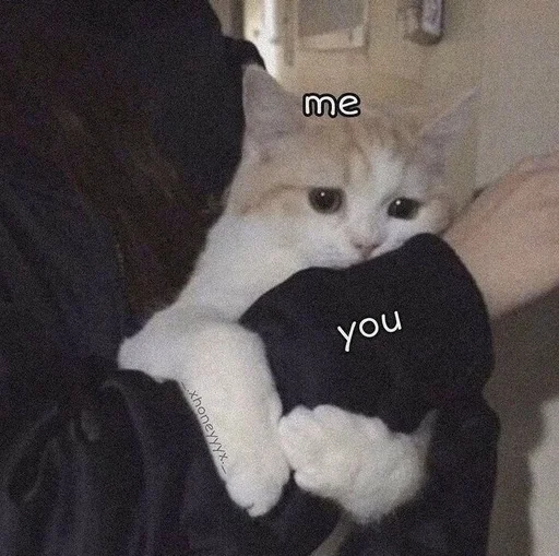 mammal animal indoor