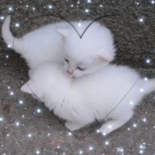 млекопитающее животное кошка