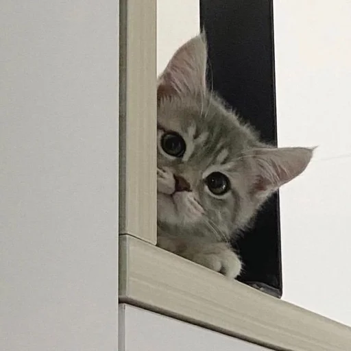 кошки малого и среднего размера кошачьи домашняя кошка