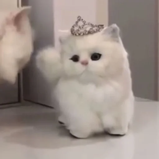 кошки малого и среднего размера млекопитающее животное