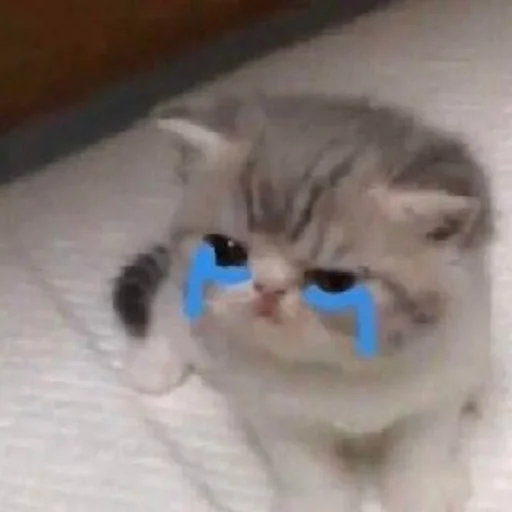 кошка млекопитающее животное