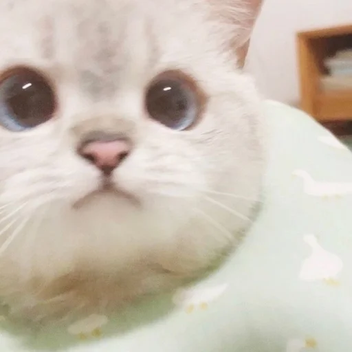 млекопитающее животное кошка