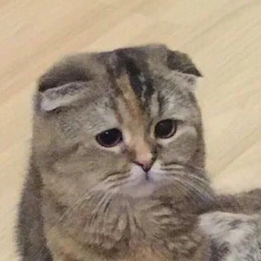 животное млекопитающее кошка