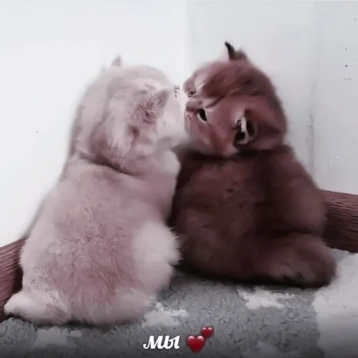 мех комнатный млекопитающее