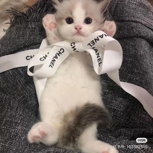 СМС кошки малого и среднего размера кошачьи