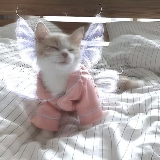 комнатный кошки малого и среднего размера кошачьи