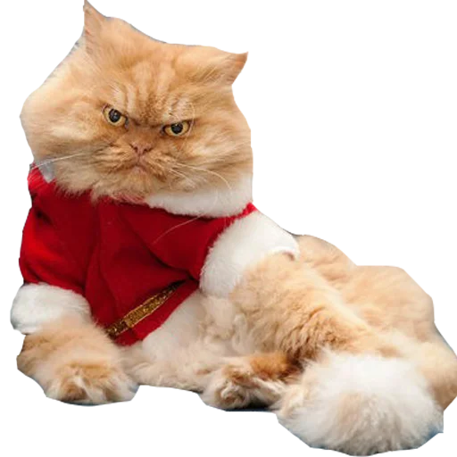 fur small to medium-sized cats cat