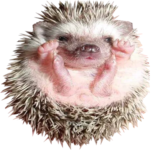 animal mammal hedgehog