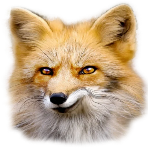 animal mammal fox