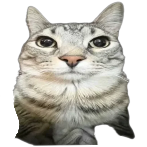 Аппрпприаетьауни - 