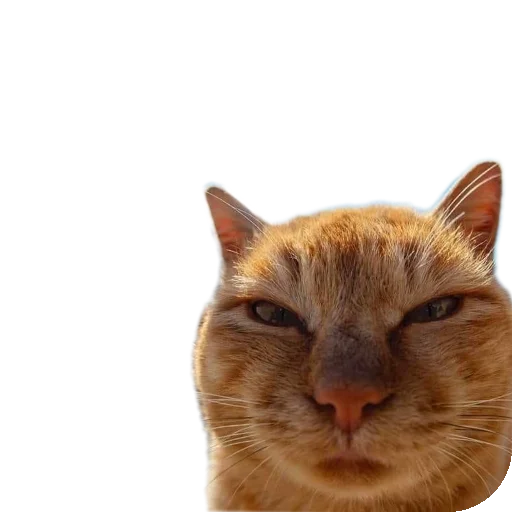 Sticker Apprppriaetauni - 1