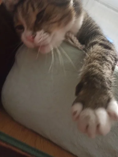 животное кошка млекопитающее