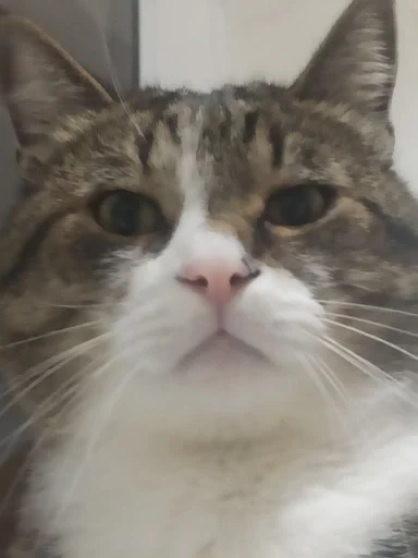 животное млекопитающее кошка