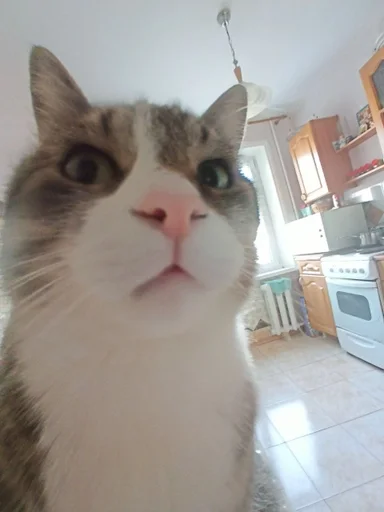 комнатный кошки малого и среднего размера животное