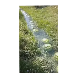 Sticker Арбуз арбуз привет - 6